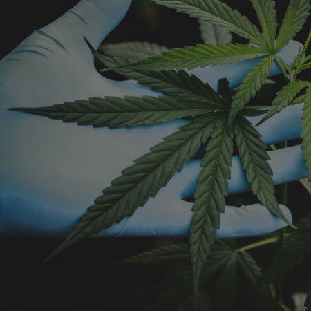 Articles about Cannabis Science