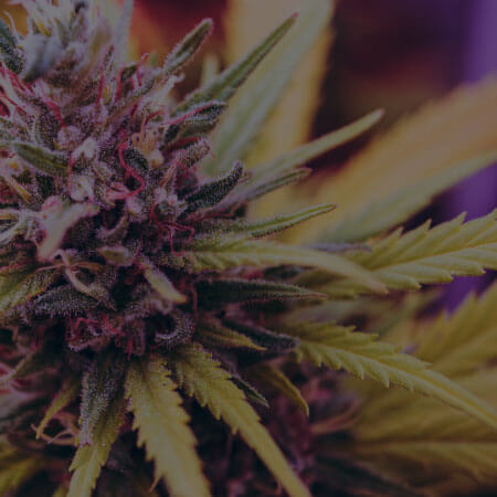Articles about Cannabis Strains